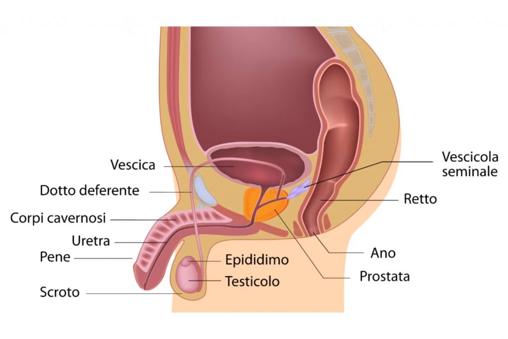 giuseppe la pera urologo andrologo - roma - malattia di la peyronie