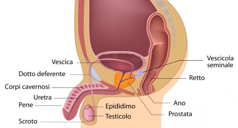 Disfunzione Erettile  malattia da cause mediche  o di origine psicologica: ecco come scoprirlo