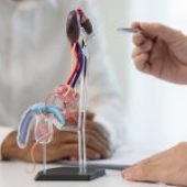 Patologie del prepuzio: cosa sono, sintomi e quando intervenire